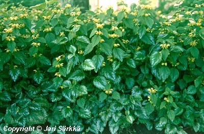 Keltapeippi - gulplister - Lamium galeobdolon 'Florentinum'